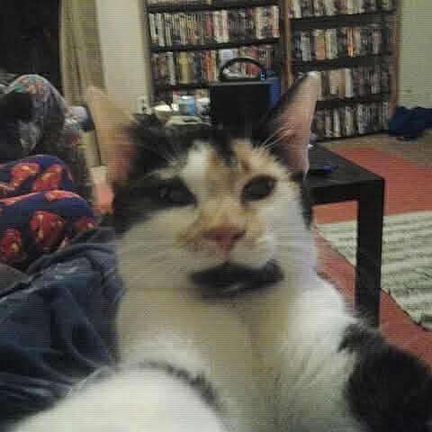 Dottie