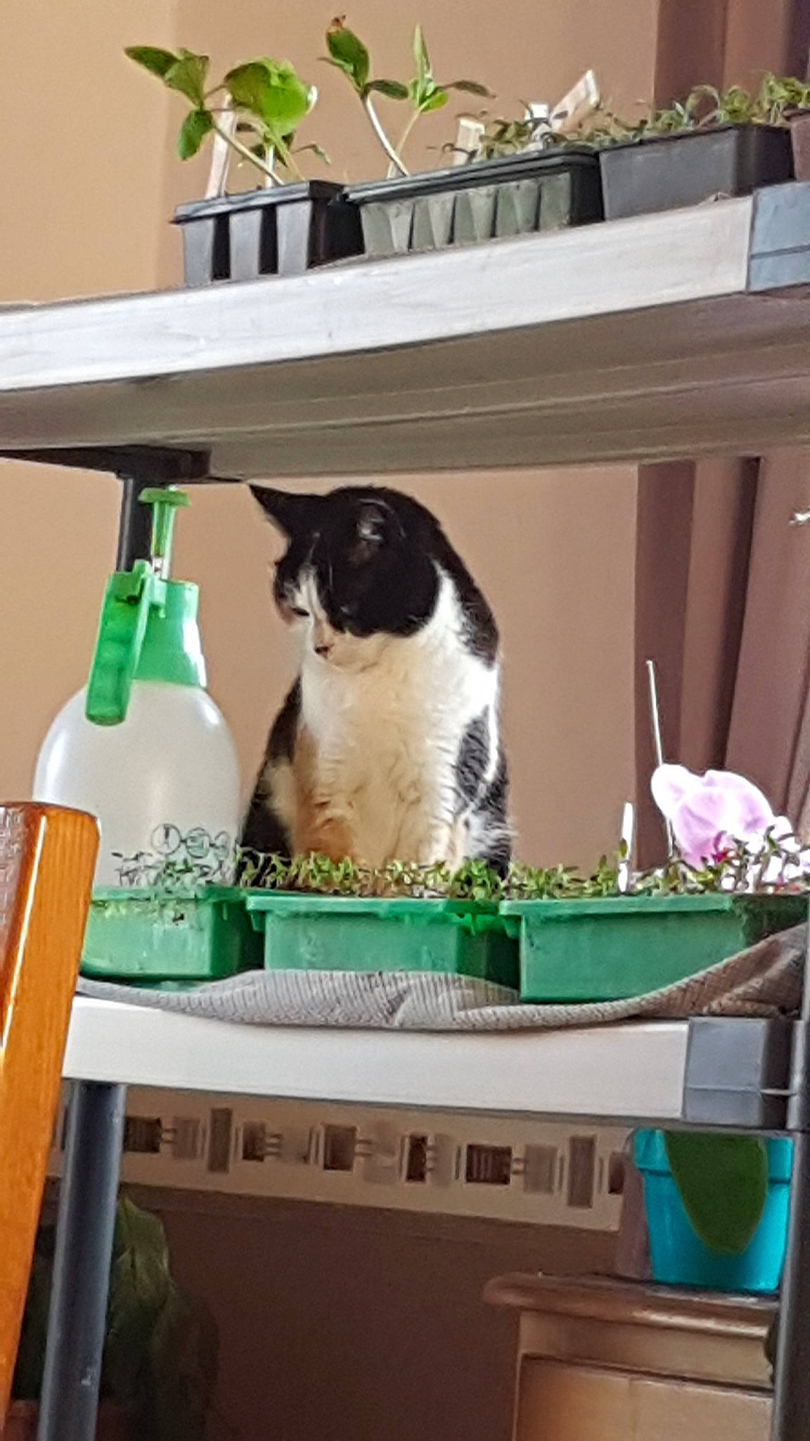 Pinky a rejoint le concours — aidez-le/la à gagner de superbes lots ! carnivore, cat, desk, felidae, furniture, room, shelf, small_to_medium_sized_cats, snowshoe, table, whiskers, window