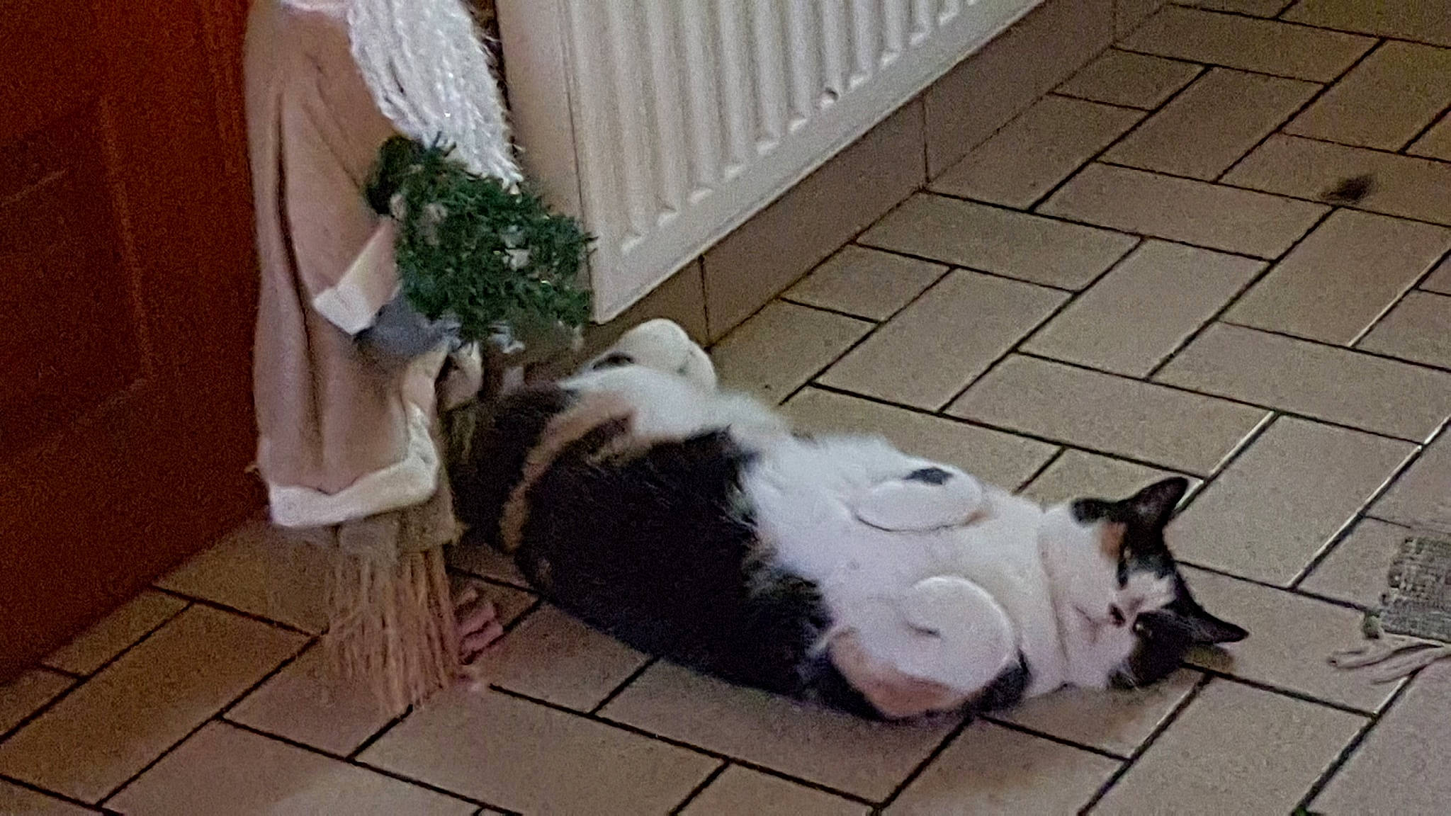 Pinky participe au concours pour gagner de l'argent avec cette photo : aegean_cat, canidae, carnivore, cat, dog_breed, european_shorthair, felidae, fur, small_to_medium_sized_cats, tail, whiskers