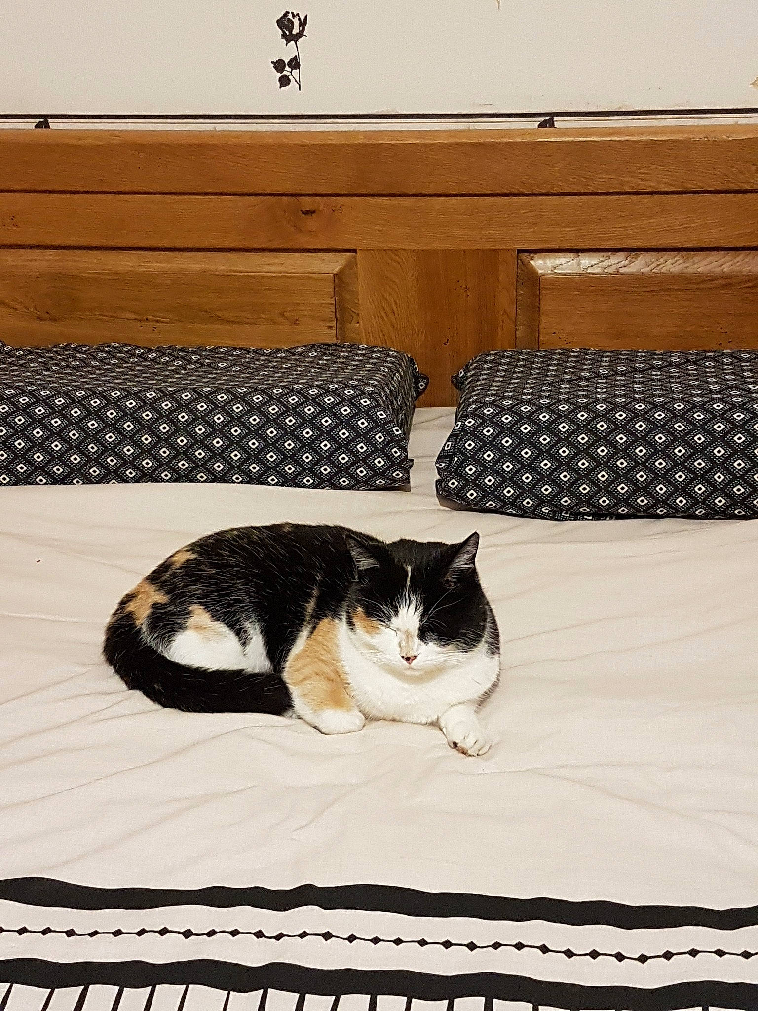 Pinky a rejoint le concours — aidez-le/la à gagner de superbes lots ! black_and_white, carnivore, cat, domestic_short_haired_cat, european_shorthair, felidae, floor, fur, kitten, polydactyl_cat, small_to_medium_sized_cats, table, whiskers