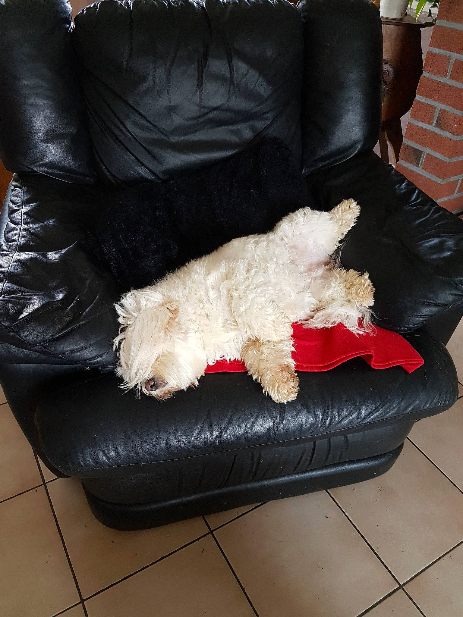 Hupsy participe au concours pour gagner de l'argent avec cette photo : canidae, carnivore, cockapoo, companion_dog, couch, dog, dog_breed, floor, furniture, maltese, non_sporting_group, pillow, sealyham_terrier, sofa_bed, sporting_group, terrier, toy_dog, west_highland_white_terrier