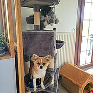 Azhia participe au concours pour gagner de l'argent avec cette photo : animal, cat, cat_tree, cozy, curious, dog, door, floor_tiles, fluffy_cat, indoor, natural_light, pet, pet_house, pet_toys, plants, radiator, relaxed, small_dog, window, wood_frame