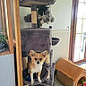 dog, cat, cat_tree, indoor, pet, small_dog, fluffy_cat, window, door, pet_toys, pet_house, radiator, plants, wood_frame, floor_tiles, natural_light, cozy, animal, curious, relaxed