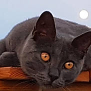 Mina participe au concours pour gagner de l'argent avec cette photo : cat, grey_cat, animal, pet, wooden_surface, close_up, amber_eyes, twilight, moon, outdoor, nature, feline, cute, resting, portrait, focus, whiskers, ears, claws, sky