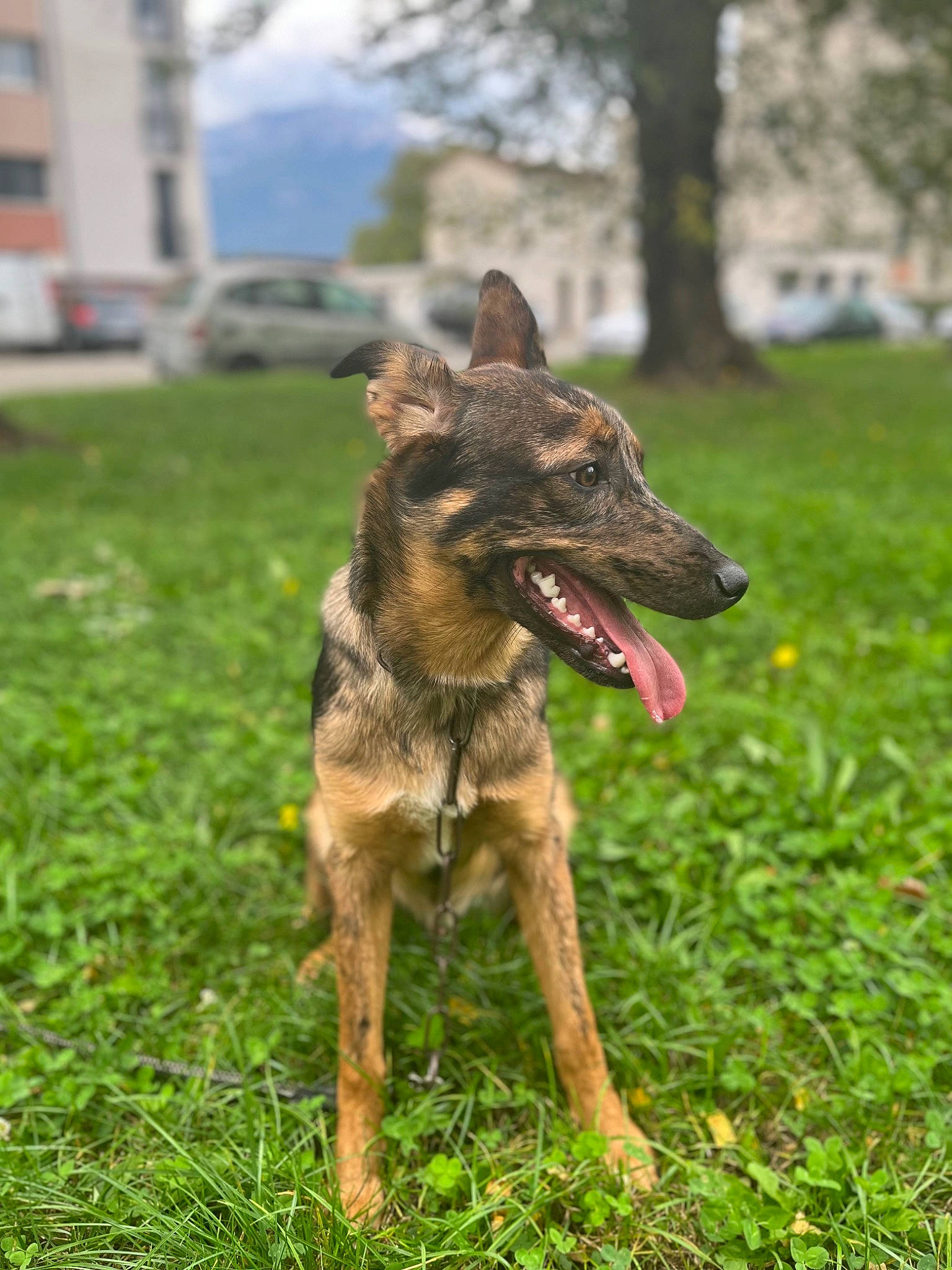 Sniper a rejoint le concours — aidez-le/la à gagner de superbes lots ! biting, canidae, canis, carnivore, dog, dog_breed, dog_supply, fawn, german_shepherd_dog, grass, herbaceous_plant, plant, snout, sporting_group, tail, terrestrial_animal, tree, wildlife, working_animal, working_dog