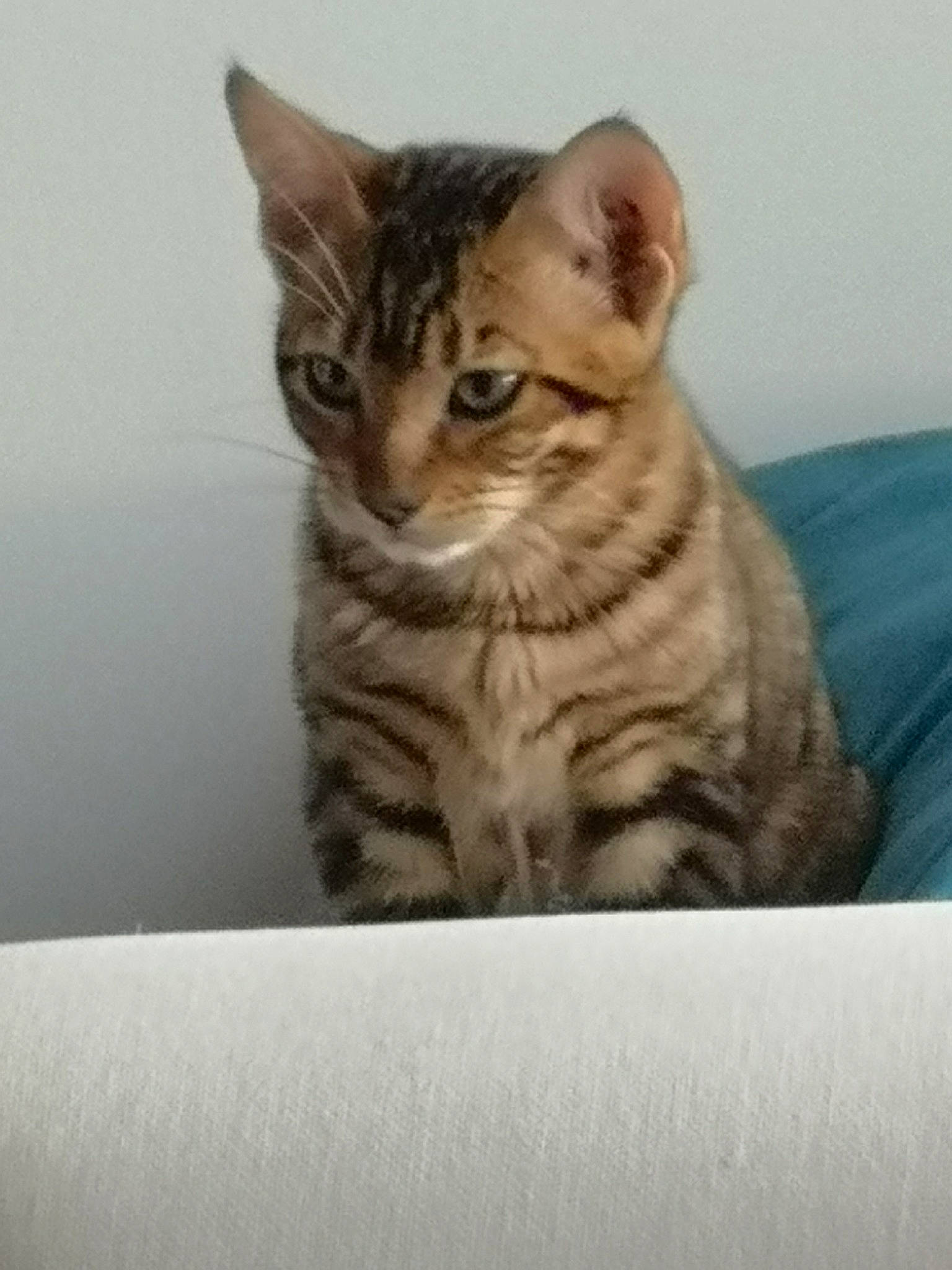 Lia participe au concours pour gagner de l'argent avec cette photo : aegean_cat, american_shorthair, american_wirehair, arabian_mau, asian, australian_mist, california_spangled, carnivore, cat, domestic_short_haired_cat, dragon_li, egyptian_mau, european_shorthair, felidae, kitten, mammal, small_to_medium_sized_cats, tabby_cat, vertebrate, whiskers