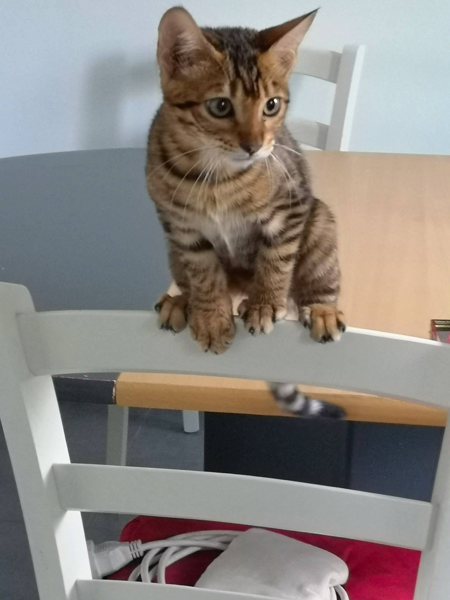 Lia participe au concours pour gagner de l'argent avec cette photo : american_shorthair, asian, australian_mist, bengal, california_spangled, carnivore, cat, domestic_short_haired_cat, dragon_li, european_shorthair, felidae, kitten, mammal, ocicat, pixie_bob, small_to_medium_sized_cats, sokoke, tabby_cat, toyger, whiskers