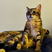 Weasley a rejoint le concours — aidez-le/la à gagner de superbes lots ! cat, tabby, feline, pet, animal, fur, whiskers, ears, paws, sitting, blanket, indoor, cute, relaxed, curious, domestic, mammal, soft, furry, resting