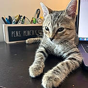 Nova joined the competition — help win amazing prizes! kitten, cat, tabby, desk, laptop, pen_holder, pencils, pens, workspace, indoor, animal, pet, curious, relaxed, fur, closeup, home_office, electronics, table, domestic_cat