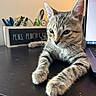 kitten, cat, tabby, desk, laptop, pen_holder, pencils, pens, workspace, indoor, animal, pet, curious, relaxed, fur, closeup, home_office, electronics, table, domestic_cat