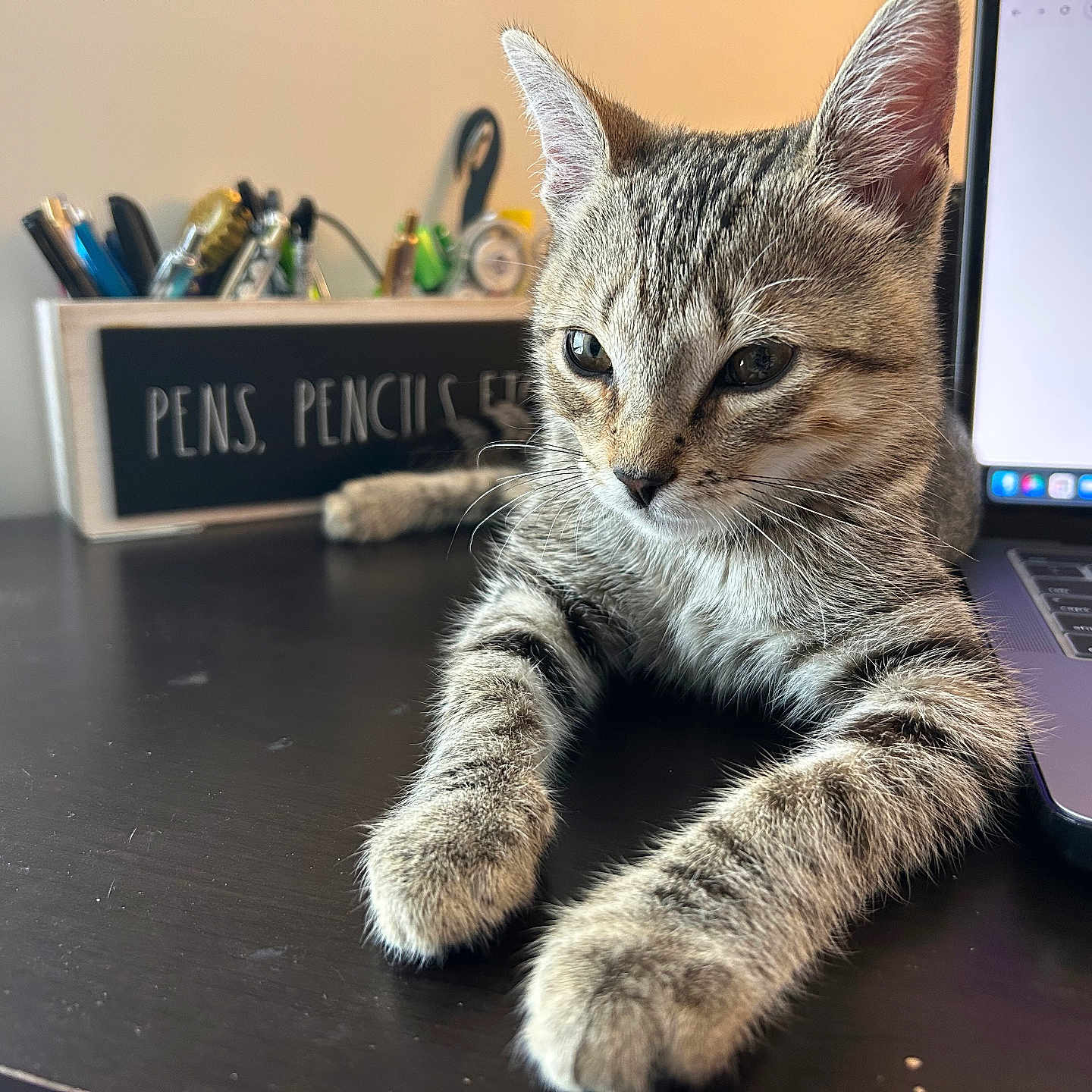 Nova