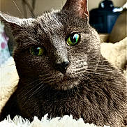 Fluffy joined the competition — help win amazing prizes! cat, gray_cat, green_eyes, close_up, pet, feline, whiskers, fur, indoor, resting, fluffy, soft_texture, animal, cute, domestic_cat, portrait, relaxed, closeup, face, curious