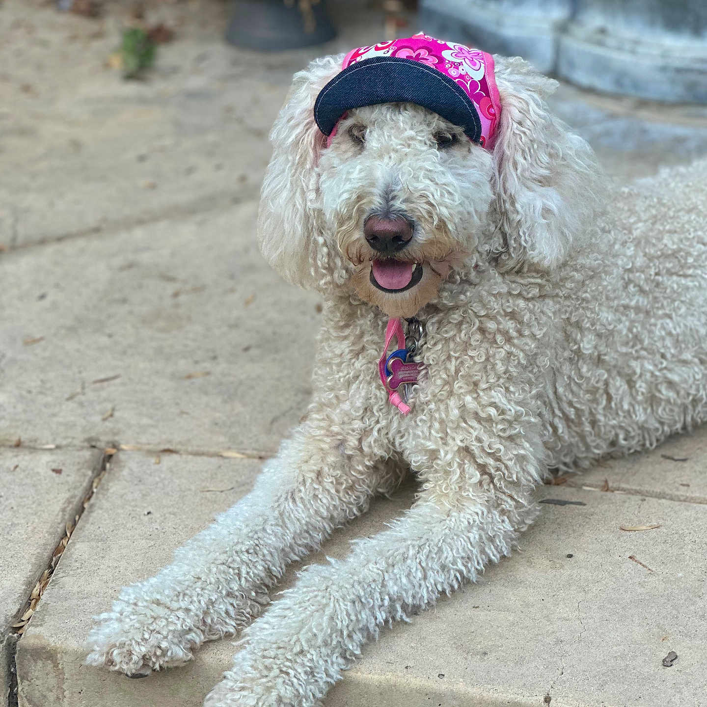 Sophie Pinky Lopez joined the competition — help win amazing prizes! accessories, animal, canine, cap, clothing, dog, face, flagstone, grass, hat, path, pet, plant, poodle, puppy, rock, slate, terrier, walkway, whitedog