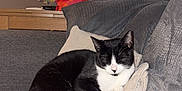 Atlas participe au concours pour gagner de l'argent avec cette photo : cat, black_and_white_cat, sleeping_cat, couch, pillow, indoor, furniture, pet, domestic_animal, cozy, resting, relaxed, fur, whiskers, paw, tail, home, living_room, cute, animal