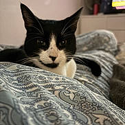 Atlas participe au concours pour gagner de l'argent avec cette photo : cat, black_and_white, blanket, pattern, bed, indoor, curious, ears, whiskers, eyes, furniture, television, blurred_background, cozy, resting, pet, animal, domestic, close_up, soft_light
