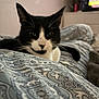 cat, black_and_white, blanket, pattern, bed, indoor, curious, ears, whiskers, eyes, furniture, television, blurred_background, cozy, resting, pet, animal, domestic, close_up, soft_light
