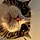 Buttercat