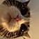 Buttercat