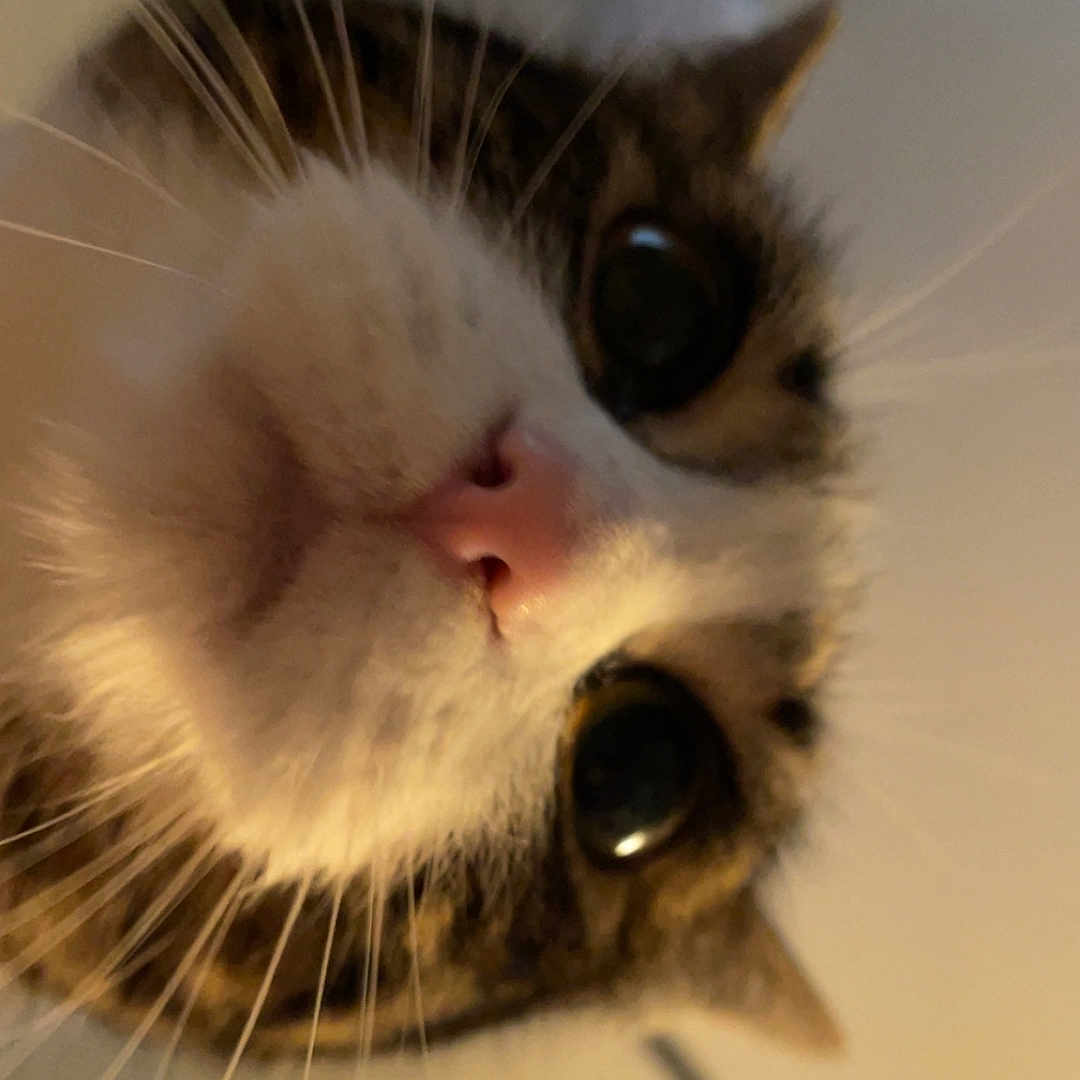 Buttercat