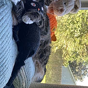 Buttercat is registered to the contest to win money with this photo: cat, tabby_cat, indoor, window, sunlight, pet, animal, toy, plush_toy, scratching_post, cushion, bed, relaxed, lounging, lying_down, close_up, whiskers, ears, fur, home