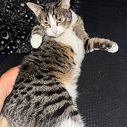 Butter Cat joined the competition — help win amazing prizes! animal, bed, blanket, cat, ears, green_eyes, human_hand, indoor, lounging, lying_down, paws, pet, portrait, relaxed, striped_fur, tabby, tail, whiskers, white_fur, yellow_eyes