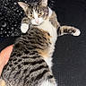 animal, bed, blanket, cat, ears, green_eyes, human_hand, indoor, lounging, lying_down, paws, pet, portrait, relaxed, striped_fur, tabby, tail, whiskers, white_fur, yellow_eyes