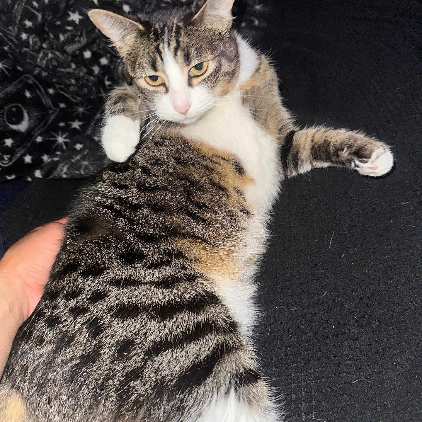 Butter Cat joined the competition — help win amazing prizes! animal, bed, blanket, cat, ears, green_eyes, human_hand, indoor, lounging, lying_down, paws, pet, portrait, relaxed, striped_fur, tabby, tail, whiskers, white_fur, yellow_eyes