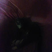 Fawn joined the competition — help win amazing prizes! cat, dark, grainy, furniture, chair, indoor, pet, animal, resting, low_light, shadow, blur, couch, fur, cozy, relaxing, home, quiet, sleeping, paws