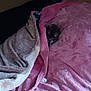 animal, baby, back, bed, bedroom, blanket, bodypart, cat, couch, furniture, homedecor, indoors, kitten, linen, person, pet, purple, quilt, room, velvet