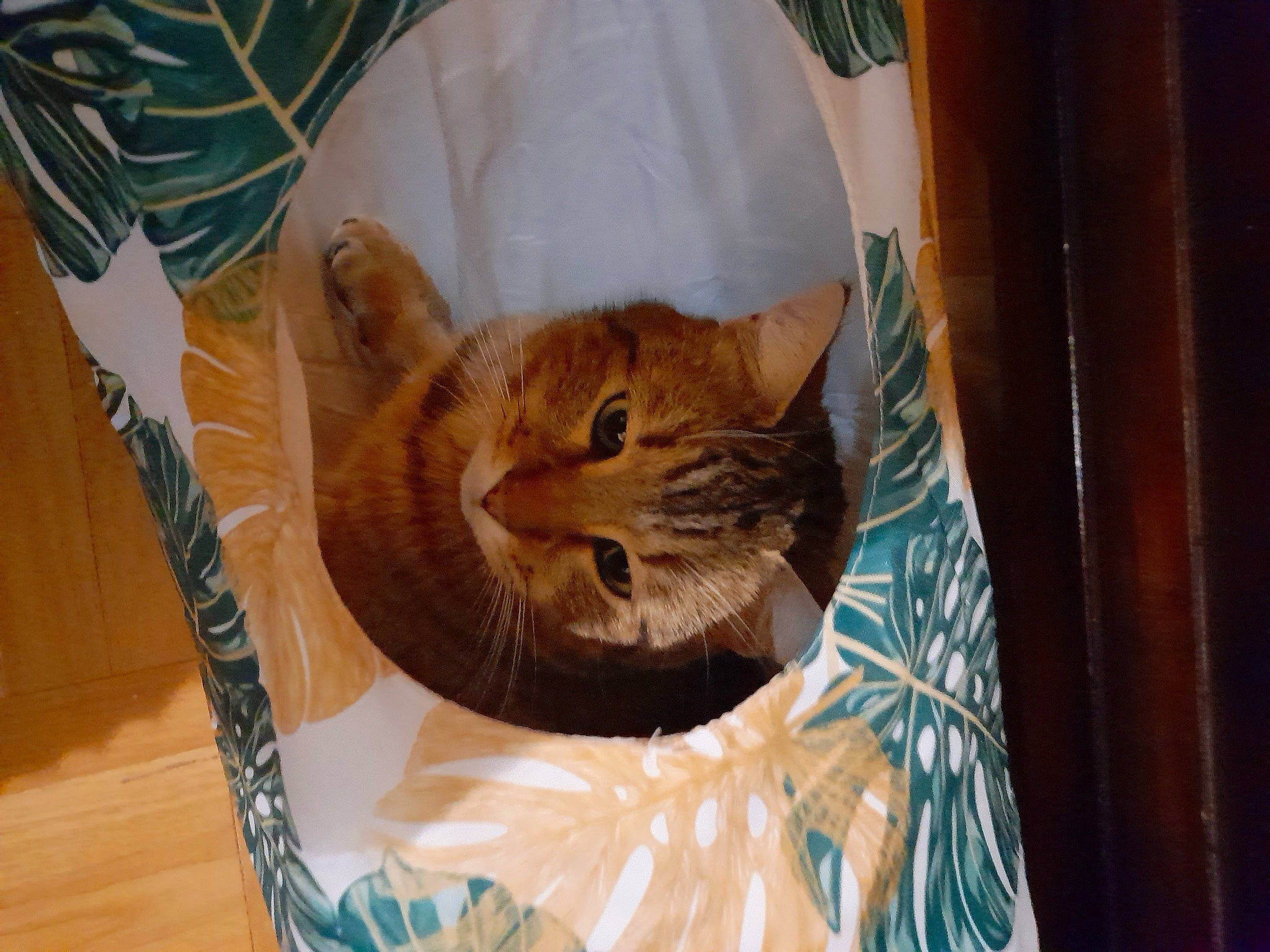 Oscar participe au concours pour gagner de l'argent avec cette photo : basket, carnivore, cat, cat_bed, cat_supply, domestic_short_haired_cat, fawn, felidae, fur, kitchen_utensil, pet_supply, small_to_medium_sized_cats, tail, terrestrial_animal, tree, whiskers, wildlife, wood