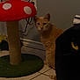 animal, cat, cat_bed, cords, curious, dim_lighting, feline, floor, furniture, home, indoor, mushroom_shaped, orange_cat, pet, pet_accessory, room, scratching_post, tiled_floor, wall_outlet, yellow_eyes