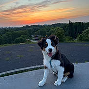 Batchi participe au concours pour gagner de l'argent avec cette photo : animal, bench, clouds, concrete, dog, fur, grass, greenery, happy, leash, nature, outdoor, park, pet, puppy, sky, smile, sunset, tongue_out, trees