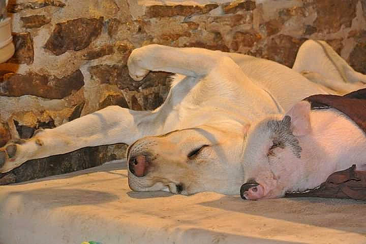 Bacchus participe au concours pour gagner de l'argent avec cette photo : canidae, carnivore, dog_breed, fawn, non_sporting_group, snout, sporting_group