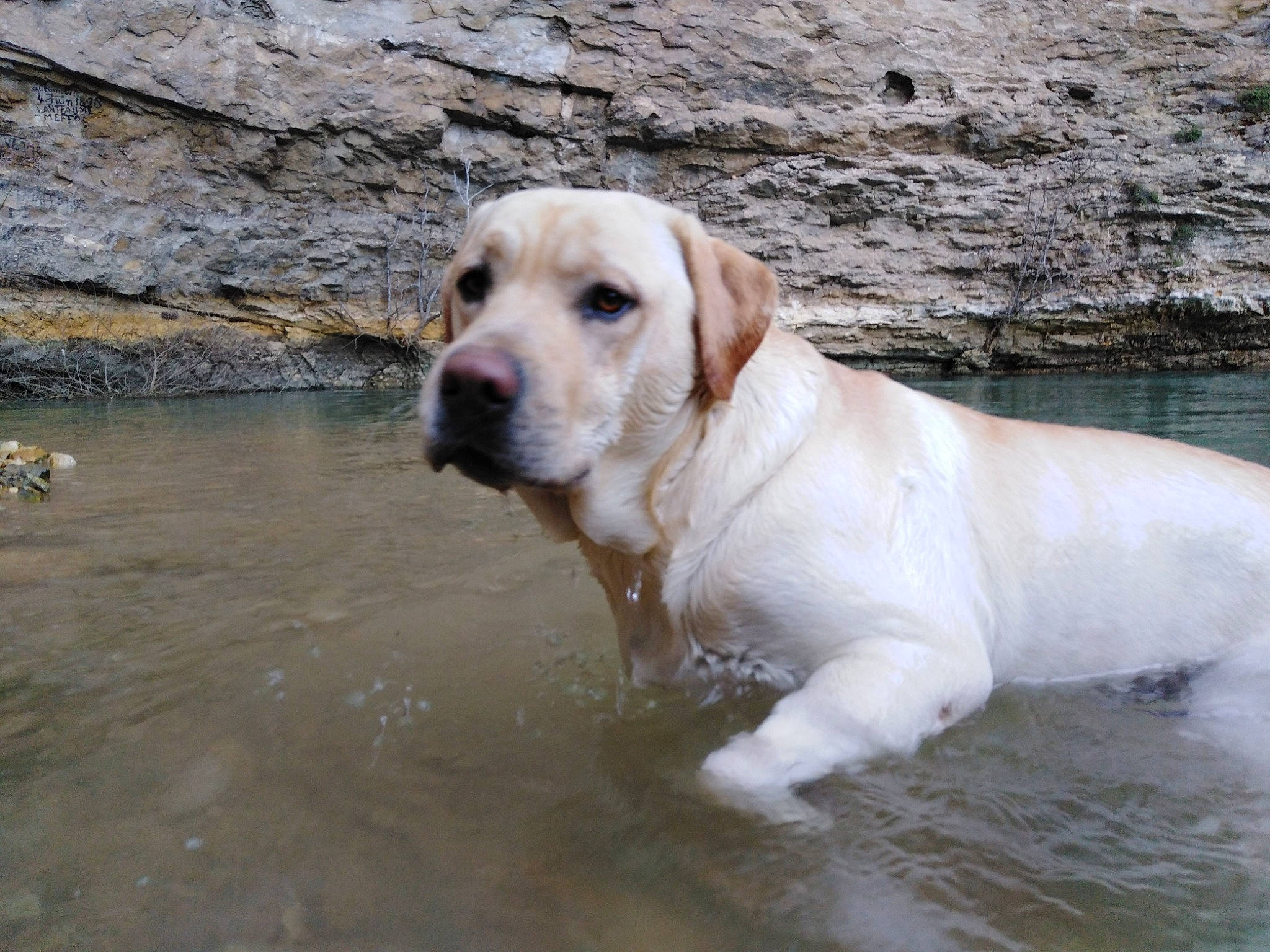 Bacchus a rejoint le concours — aidez-le/la à gagner de superbes lots ! canidae, carnivore, dog, dog_breed, fawn, golden_retriever, labrador_retriever, mammal, retriever, sporting_group, vertebrate