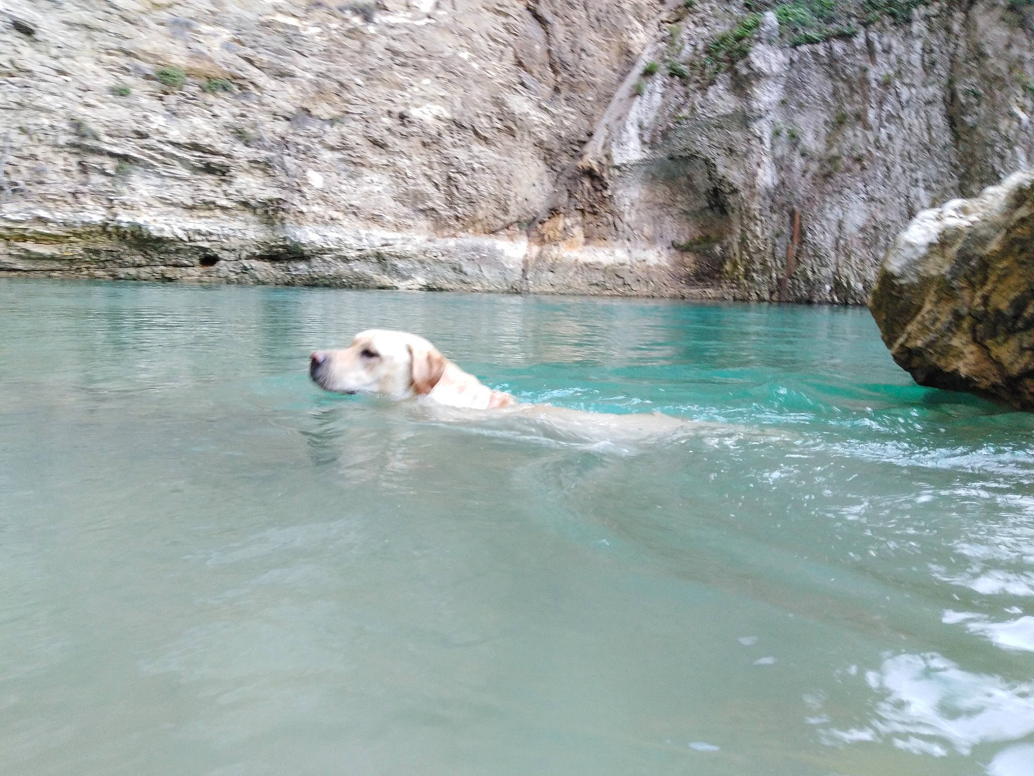 Bacchus participe au concours pour gagner de l'argent avec cette photo : canidae, carnivore, dog, labrador_retriever, leisure, recreation, retriever, sporting_group, swimming, vacation, water