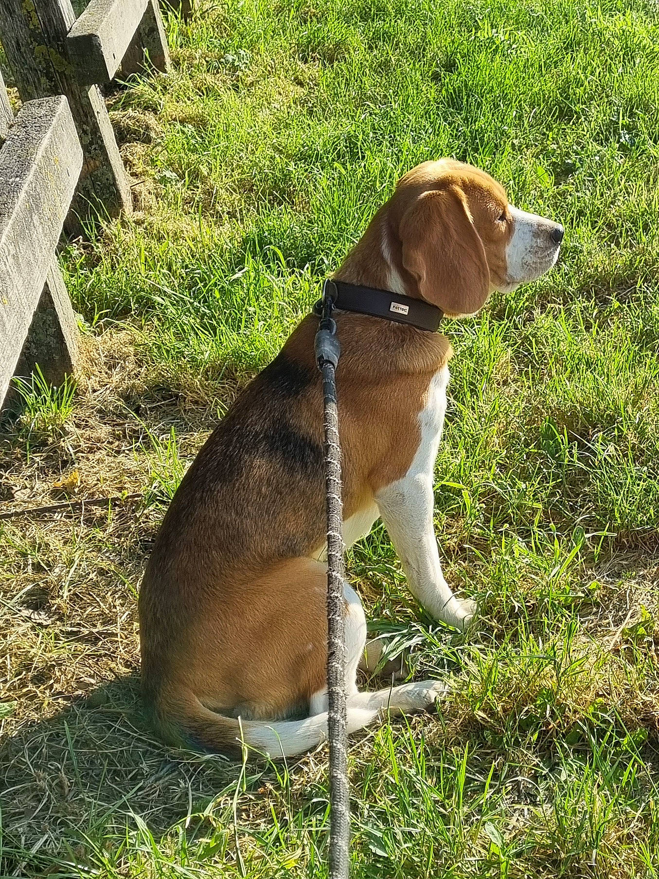 Tina participe au concours pour gagner de l'argent avec cette photo : canidae, carnivore, collar, companion_dog, dog, dog_breed, dog_collar, fawn, grass, gun_dog, hound, hunting_dog, leash, liver, pet_supply, plant, sporting_group, tail, terrestrial_animal, working_animal