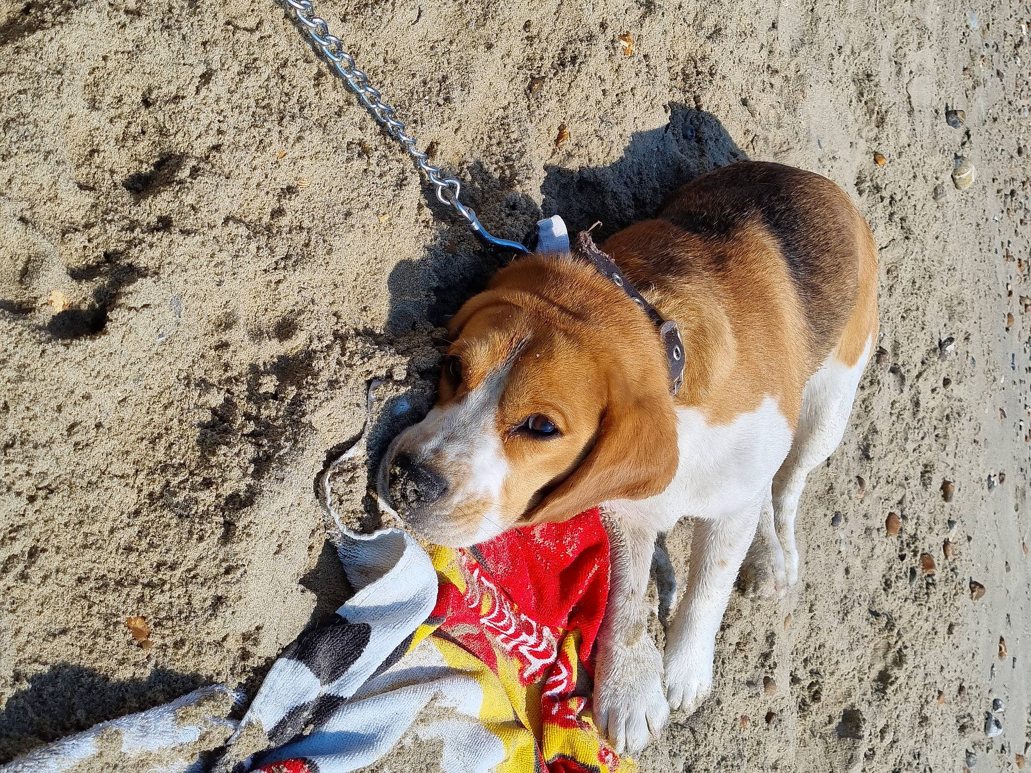 Tina participe au concours pour gagner de l'argent avec cette photo : beach, beagle, carnivore, collar, companion_dog, dog, dog_breed, dog_collar, dog_supply, fashion_accessory, fawn, hunting_dog, leash, pet_supply, sand, scent_hound, snout, soil, sporting_group, street_dog