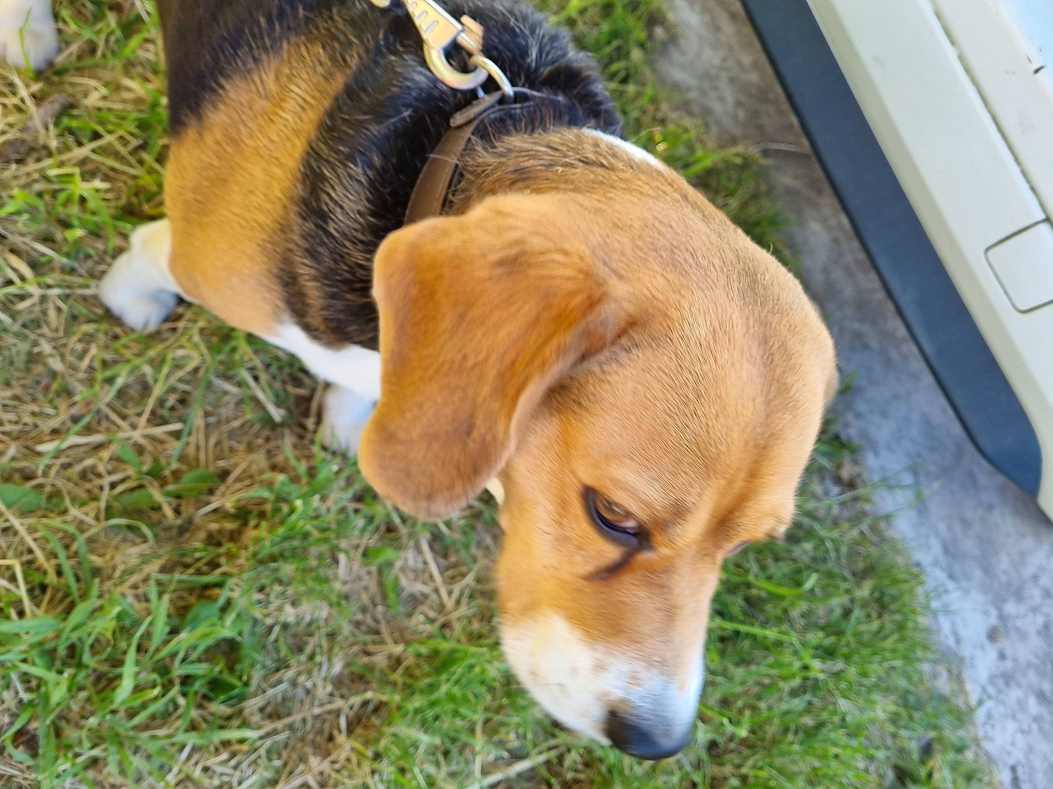 Olly a rejoint le concours — aidez-le/la à gagner de superbes lots ! carnivore, collar, companion_dog, dog, dog_breed, dog_collar, fawn, fur, grass, hound, leash, liver, pet_supply, plant, snout, sporting_group, street_dog, tail, whiskers, working_animal