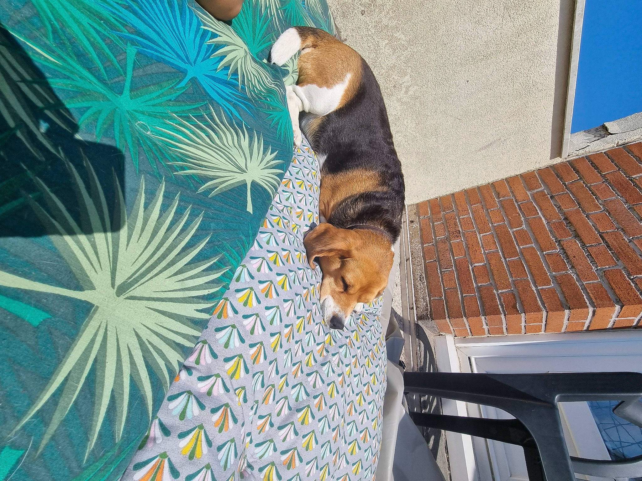 Olly participe au concours pour gagner de l'argent avec cette photo : art, building, carnivore, cat, companion_dog, dog_breed, fawn, felidae, fur, house, leisure, organism, pattern, plant, sky, small_to_medium_sized_cats, sporting_group, tail, tree, window