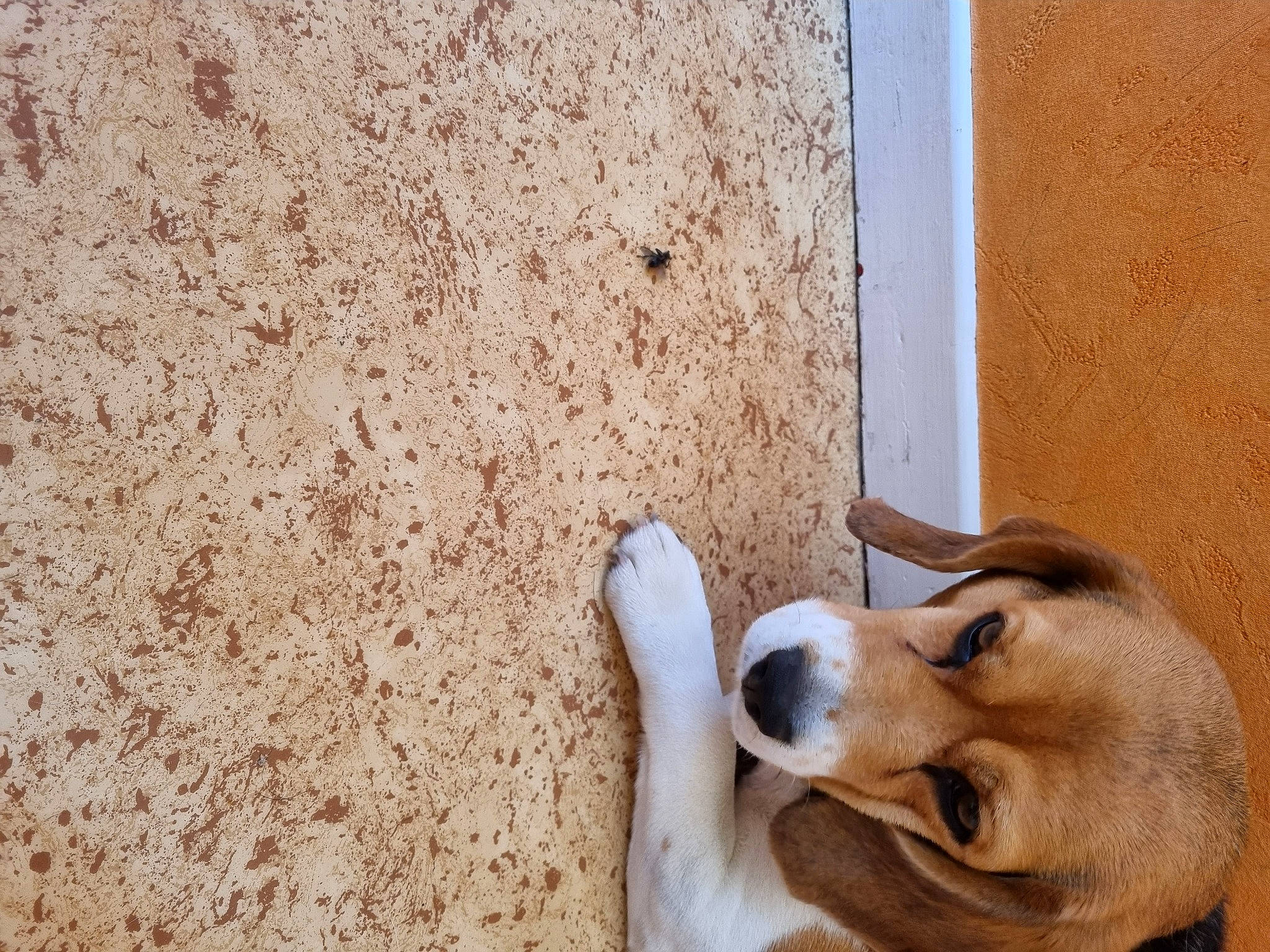 Olly participe au concours pour gagner de l'argent avec cette photo : ancient_dog_breeds, ball, brick, canidae, carnivore, companion_dog, concrete, dog, dog_breed, fawn, fur, non_sporting_group, paw, snout, soil, sporting_group, street_dog, whiskers, wood, working_dog