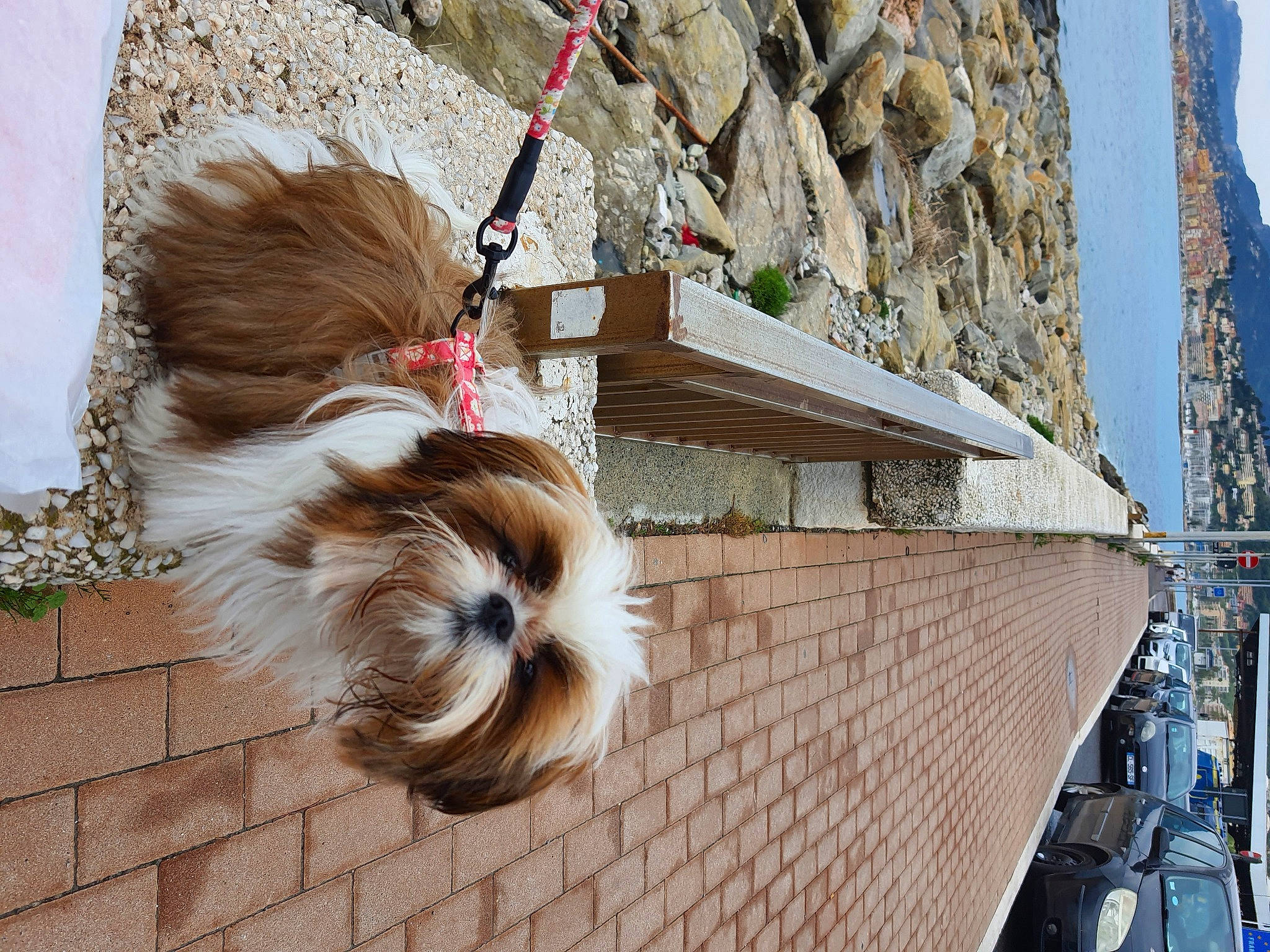 Vicky participe au concours pour gagner de l'argent avec cette photo : building, canidae, carnivore, companion_dog, dog, dog_breed, facade, fawn, felidae, flooring, fur, liver, shih_tzu, sidewalk, sky, sporting_group, tail, toy_dog, whiskers, wood