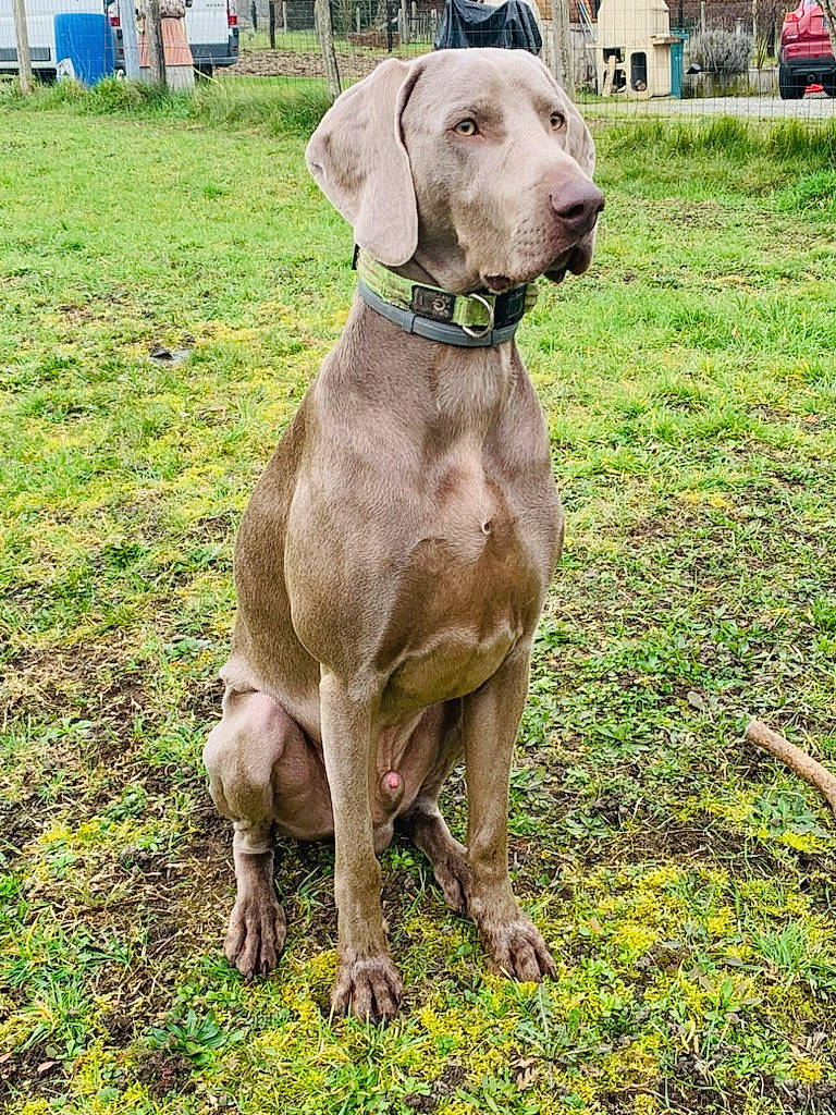 Saphyr participe au concours pour gagner de l'argent avec cette photo : canidae, carnivore, collar, companion_dog, dog, dog_breed, dog_collar, fawn, grass, gun_dog, liver, pet_supply, plant, pointing_breed, snout, sporting_group, tail, terrestrial_animal, weimaraner, working_animal