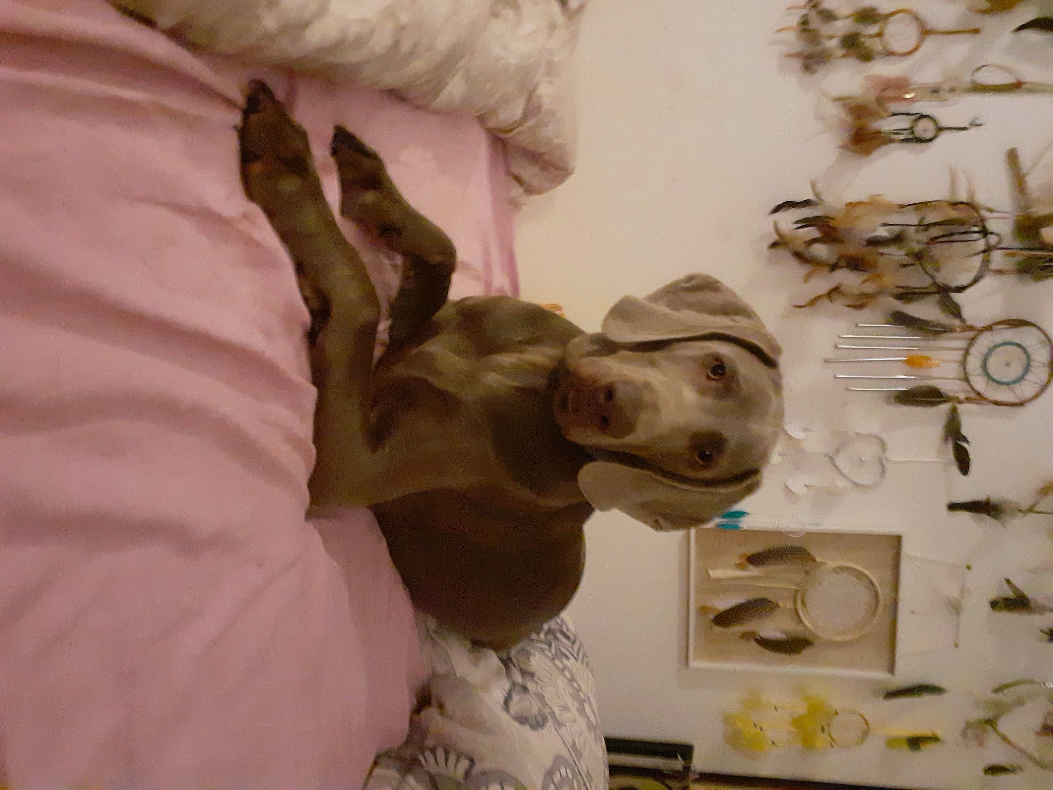 Saphyr a rejoint le concours — aidez-le/la à gagner de superbes lots ! art, artifact, canidae, carving, ceramic, classical_sculpture, dog, fawn, figurine, fur, gesture, plaster, room, sculpture, statue, toy, visual_arts, window, wood, working_animal