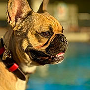 Bruno joined the competition — help win amazing prizes! animal, background_blur, brown_fur, canine, close_up, collar, dog, ears, focus, french_bulldog, happy, outdoor, pet, portrait, profile, shallow_depth_of_field, summer, sunlight, tongue, water
