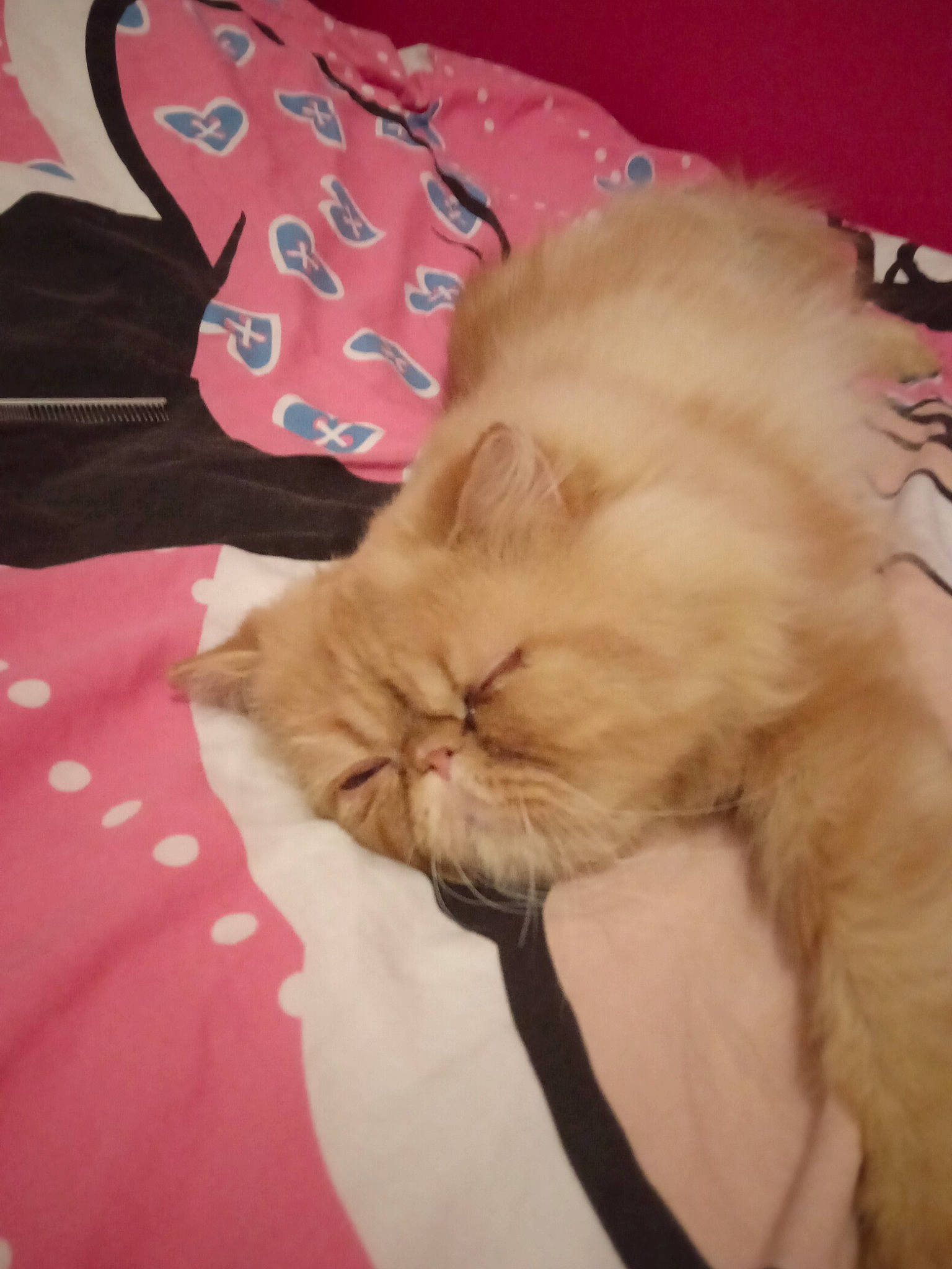 Prescott participe au concours pour gagner de l'argent avec cette photo : bed, bed_sheet, canidae, carnivore, cat, claw, comfort, companion_dog, dog_breed, fawn, felidae, fur, linens, nap, pattern, paw, small_to_medium_sized_cats, snout, tail, whiskers