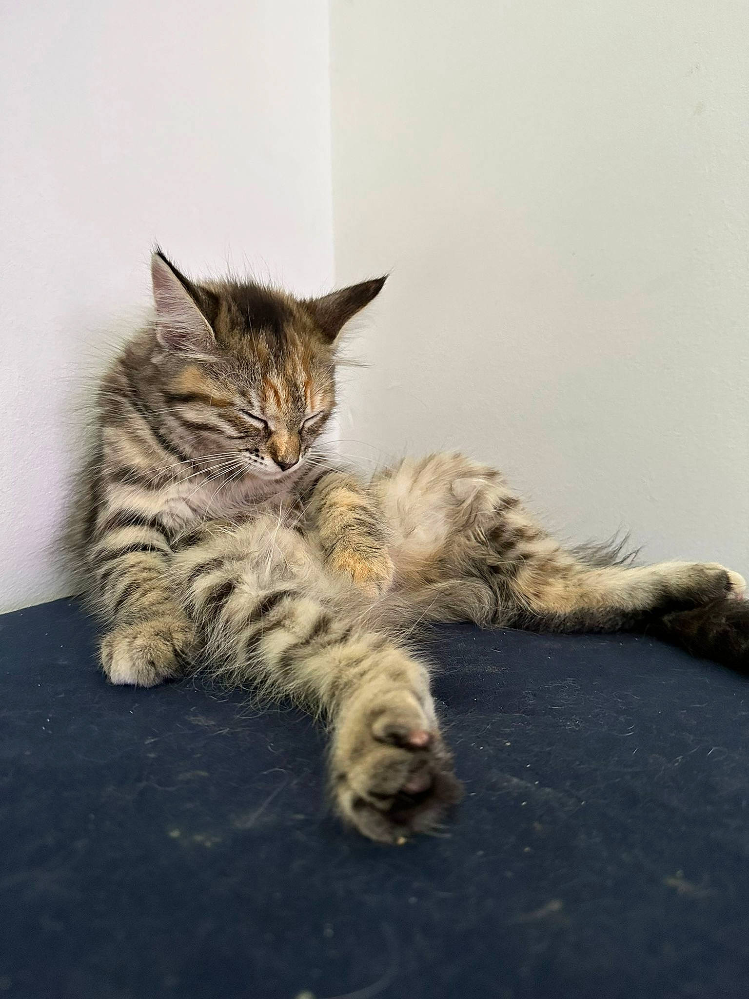 Asha joined the competition — help win amazing prizes! carnivore, cat, claw, domestic_short_haired_cat, fawn, felidae, fur, grey, paw, sand, small_to_medium_sized_cats, snout, tail, terrestrial_animal, whiskers, wildlife, wood