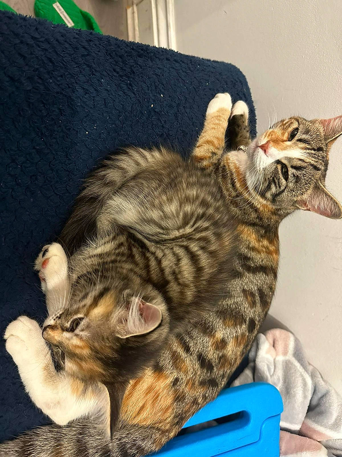 Habibi is registered to the contest to win money with this photo: art, carnivore, cat, claw, comfort, domestic_short_haired_cat, ear, felidae, fur, nap, paw, small_to_medium_sized_cats, snout, tail, terrestrial_animal, whiskers