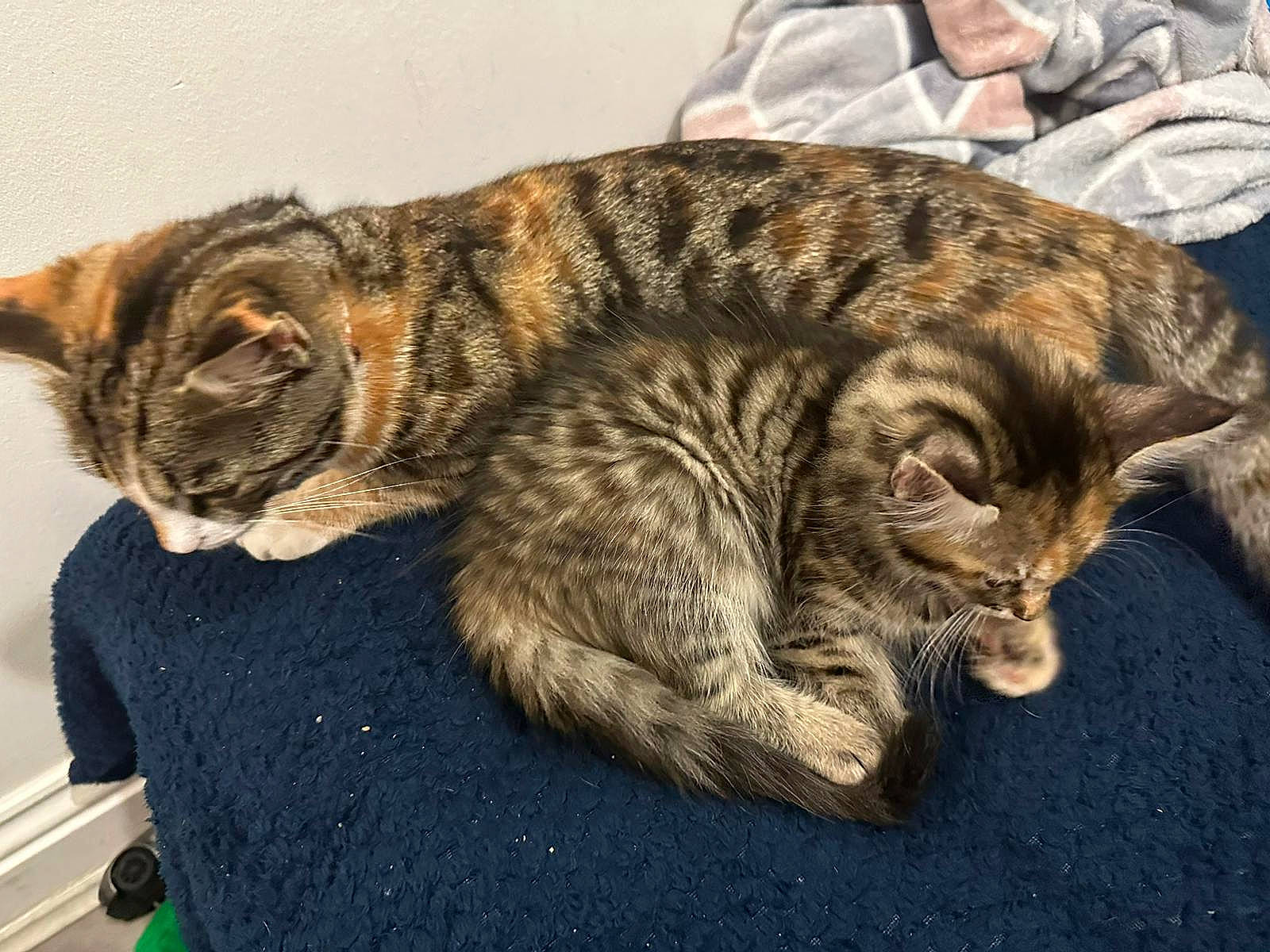 Habibi is registered to the contest to win money with this photo: carnivore, cat, claw, domestic_short_haired_cat, felidae, fur, nap, paw, small_to_medium_sized_cats, snout, tail, terrestrial_animal, whiskers