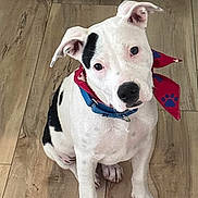 Lola is registered to the contest to win money with this photo: dog, puppy, white, black_spots, bandana, red, blue, collar, pet, indoor, wooden_floor, sitting, looking_up, ears, cute, young_dog, animal, domestic, friendly, adorable