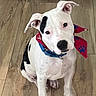 dog, puppy, white, black_spots, bandana, red, blue, collar, pet, indoor, wooden_floor, sitting, looking_up, ears, cute, young_dog, animal, domestic, friendly, adorable